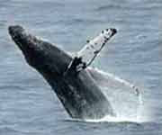 Whale breaching off Hawaii's Big Island. // (c) Lava Ocean Adventures