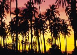 090803kauai_2