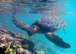 Sea turtles are just one of many species to be encountered.// (C) Steve Jurvetson