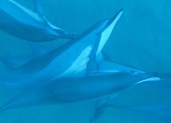 Spinner dolphins are the focal point of Oahu’s Annual Dolphin Convocation. // (c) 2010 Steve Jurvetson