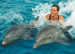 Clients can get up close and personal with dolphins at Oahu’s Sea Life Park. // © 2010 Sea Life Park Hawaii