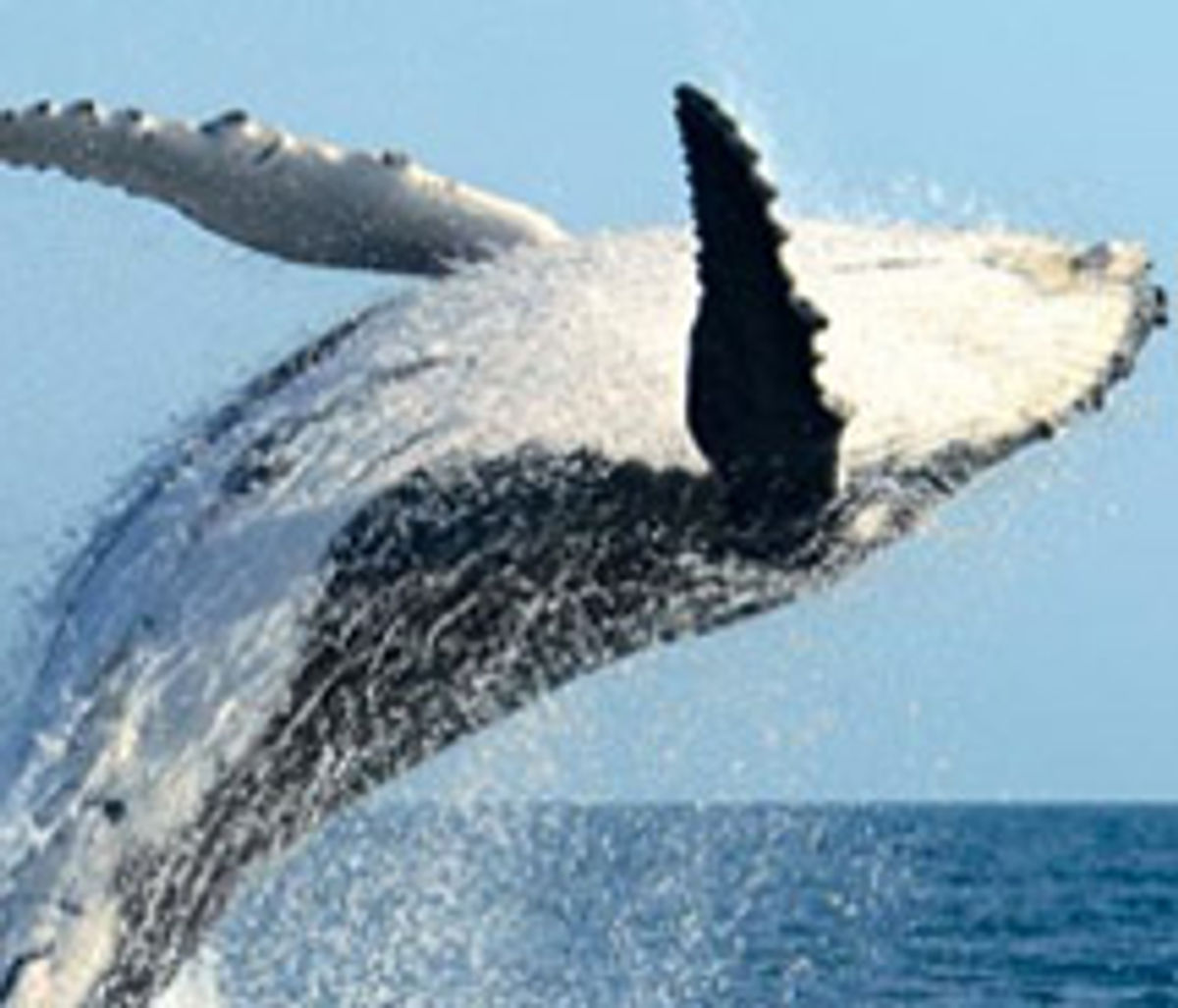 Maui Whale Festival Makes A Splash TravelAge West