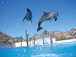 Swimmers can get up close to bottlenose dolphins at Cabo Dolphins. // (c) Los Cabos Convention & Visitors Bureau Swimmers can get up close to bottlenose dolphins at Cabo Dolphins. // (c) Los Cabos Convention & Visitors Bureau