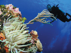 Most Cozumel dive shops offer scuba programs for novices. // (c) Jose Luis Aragon STUDIO NOX Most Cozumel dive shops offer scuba programs for novices. // (c) Jose Luis Aragon STUDIO NOX
