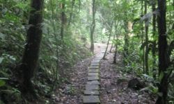 Clients can enjoy local flora and fauna during an easy trek to the Arenal Volcano // © Lisette Mejia 2009