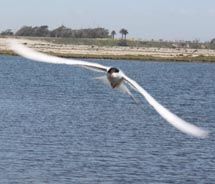 It’s not uncommon to spot birds at the Bolsa Chica Wetlands. // © 2010 Deanna Ting It’s not uncommon to spot birds at the Bolsa Chica Wetlands. // © 2010 Deanna Ting
