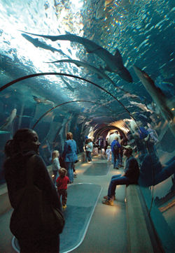 The Passages of the Deep exhibit at the Oregon Coast Aquarium // (c) Oregon Coast Aquarium