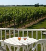 Long Island Vineyard // (c) Richard Wilches 2009