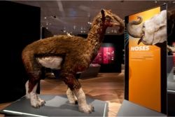 Extreme Mammals features a reconstruction of the extinct Macrauchenia (Macrauchenia patagonica) © AMNH/D. Finnin