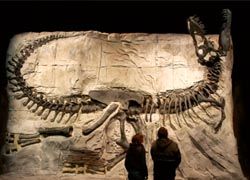 “Black Beauty” at the Royal Tyrrell Museum // © 2010 Royal Tyrrell Museum