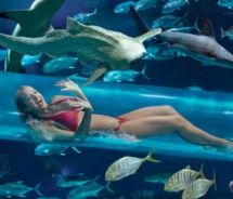 The waterslide at the Golden Nugget travels directly through the aquarium tank // (c) 2010 Golden Nugget The waterslide at the Golden Nugget travels directly through the aquarium tank // (c) 2010 Golden Nugget