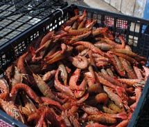 Freshly steamed shrimp // © 2010 Janeen Christoff
