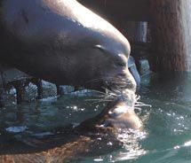 Kissing sea lions // © 2010 Janeen Christoff