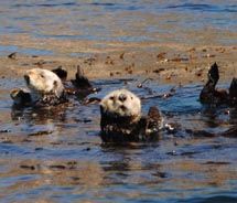 Sea otters playing during our Seaweed Express tour // © 2010 Janeen Christoff