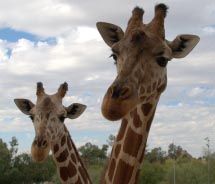 Phoenix Zoo // © 2012 ASU GAMMAGE Phoenix Zoo // © 2012 ASU GAMMAGE
