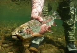 Coho Salmon // (c) Cameron Miller, Deneki Adventures 2010