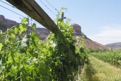 Colorado Wine Country // (c) 2010 Grand Junction 