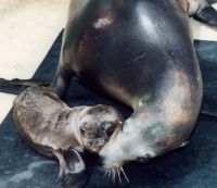 Sea World Welcomes Sea Lion // (c) Sea World Hawaii 2008