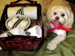 Ohana Honolulu Airport Hotel welcomes four-legged guests // (c) 2009