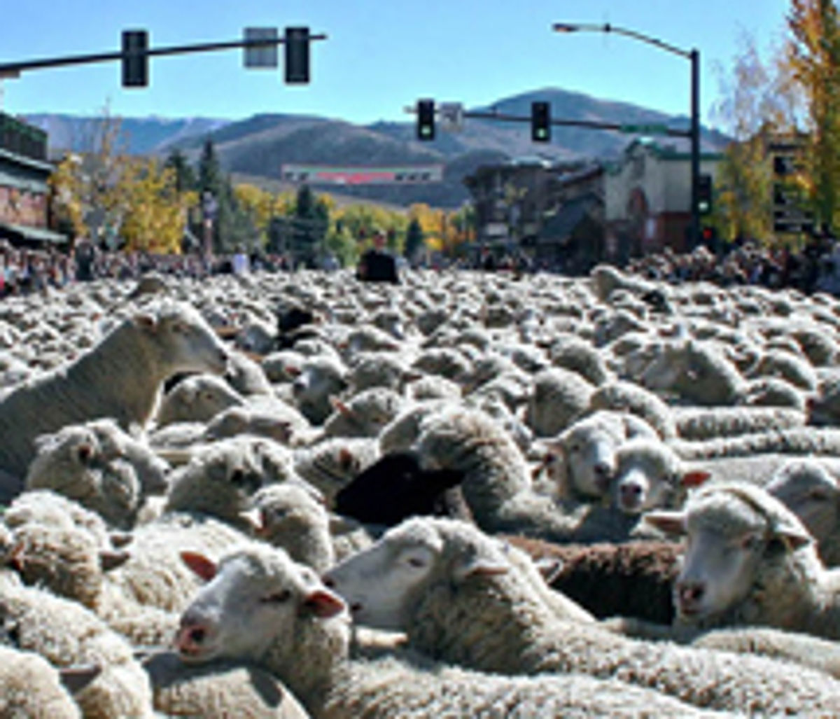 Idaho's Trailing of the Sheep Festival TravelAge West