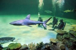 Blacktip Reef Shark // (c) Shark Reef Aquarium at Mandalay Bay