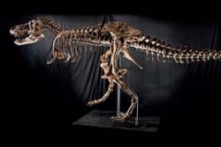 T. Rex Samson // (c) 2009