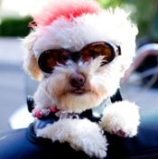 Georgie is Portland's Doggie Diva // (c) 2008