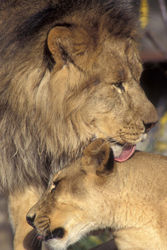 Oregon Zoo // (c) Michael Durham, courtesy of the Oregon Zoo