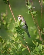 Birdwatching in the Willamette Valley // (c) 2010 