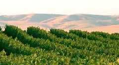 Washington Wine Country // (c) 2009