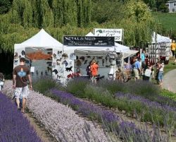 (c) 2008 Sequim Lavender Festival