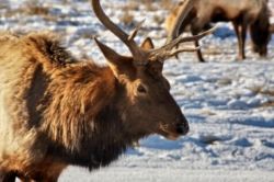 Photo: Wyoming's Elk Refuge // (c) 2008