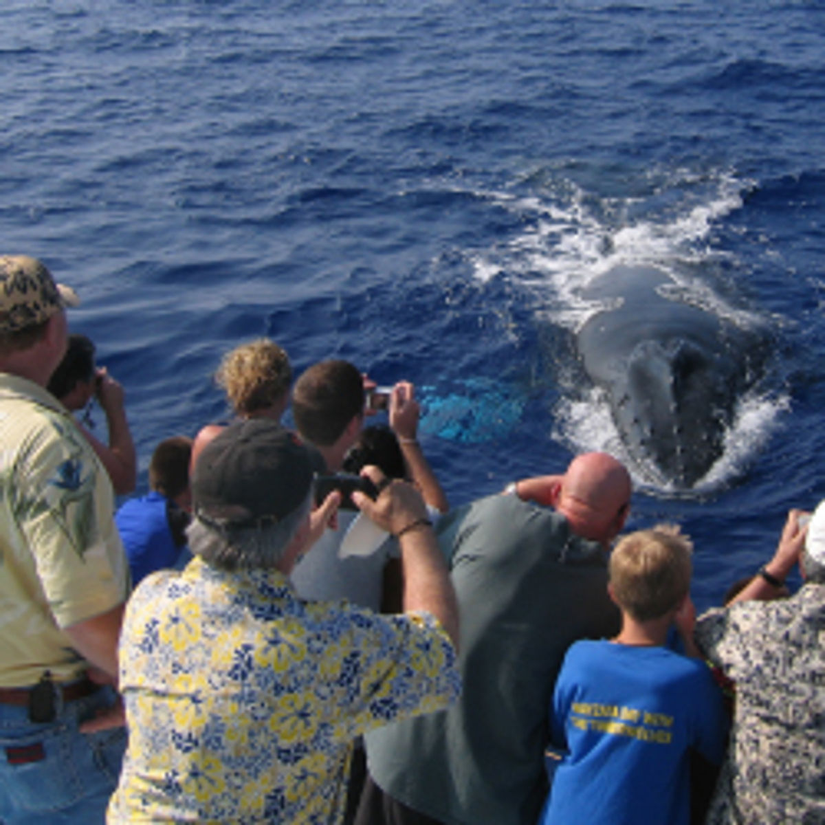 Whale Watching in Hawaii: Parking Your Fins (and Car) for a Splashing Good Time!