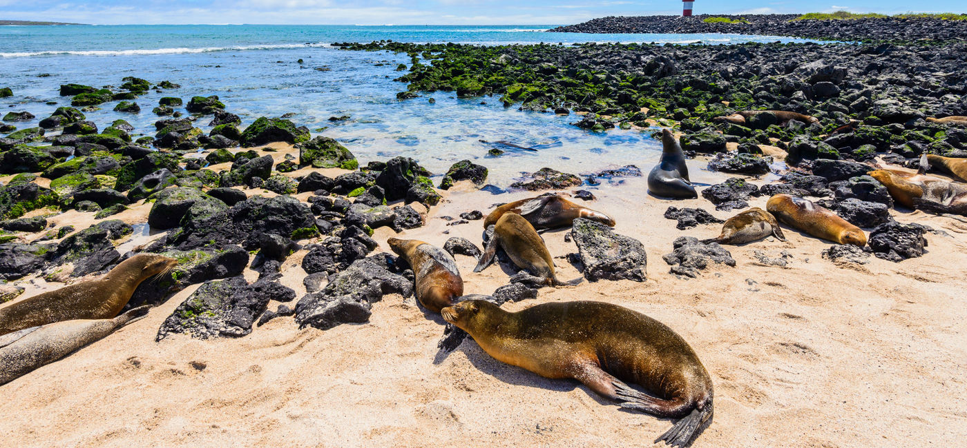 Image: Fur seals at Punta Carola beach, Galapagos Islands, Ecuador. (photo via AlbertoLoyo/iStock/Getty Images Plus) (AlbertoLoyo / iStock / Getty Images Plus)