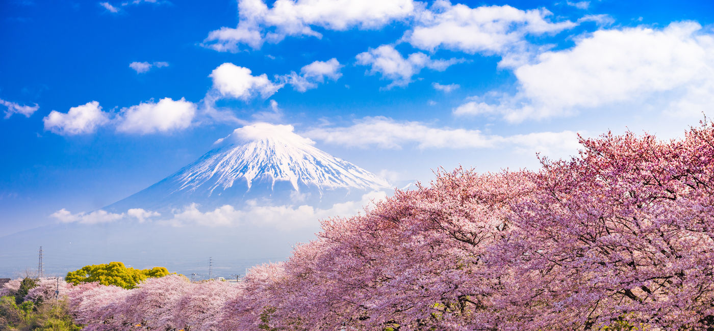 Image: Mount Fuji with cherry blossoms, Japan. (Photo via Sean Pavone / iStock / Getty Images Plus)