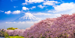 Mt. Fuji, japan, cherry blossoms,