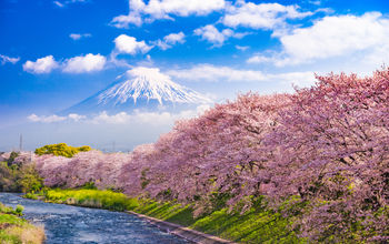 Mt. Fuji, japan, cherry blossoms,