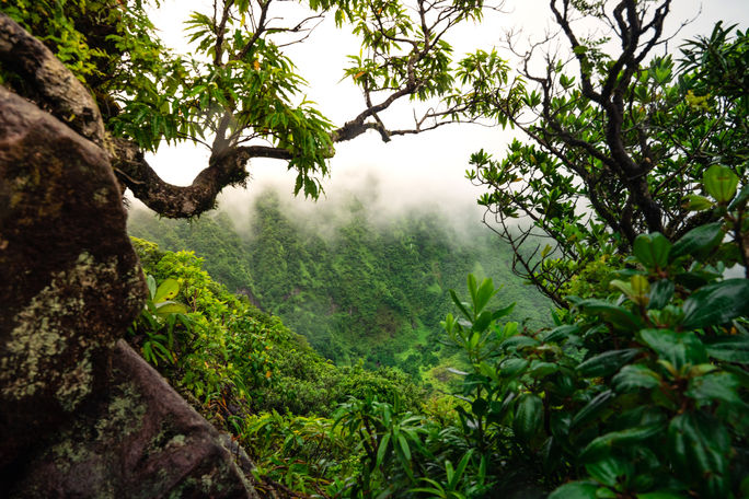 Mt. Liamuiga, St. Kitts Mt. Liamuiga, St. Kitts