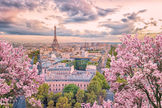 Cherry blossoms bloom in Paris, France in the springtime.