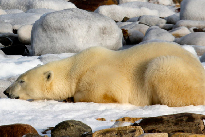 Polar bear in Churchill, Manitoba.