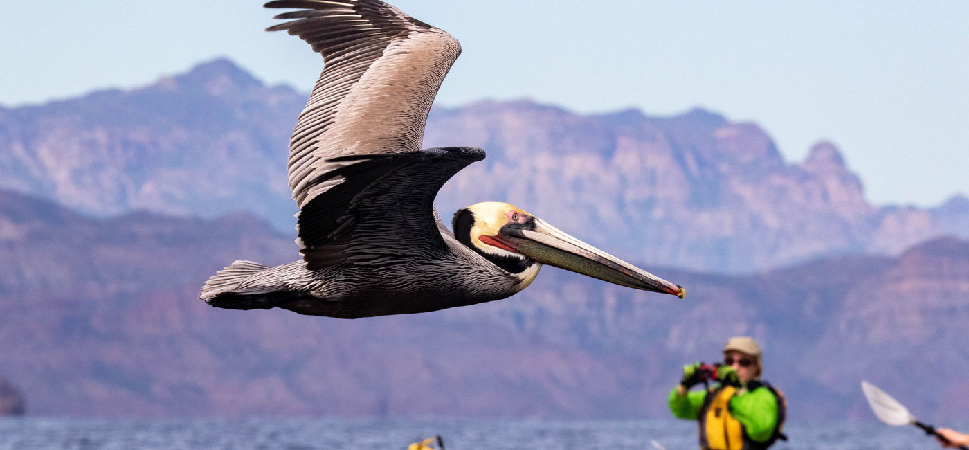 Image: Travelers have a chance to see wildlife during UnCruise Adventures' Gulf of California cruises. (Photo Credit: UnCruise Adventures)