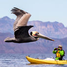 Travelers have a chance to see wildlife during UnCruise Adventures' Gulf of California cruises