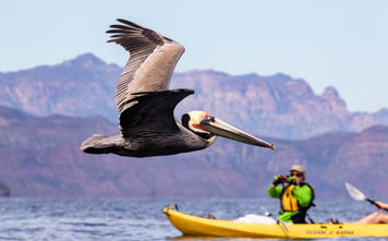 Travelers have a chance to see wildlife during UnCruise Adventures' Gulf of California cruises