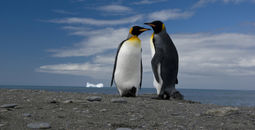 Antarctica