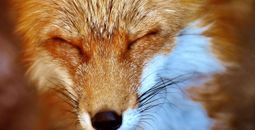 Foxes are devoted parents who will share the responsibility of raising their pups.