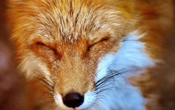 Foxes are devoted parents who will share the responsibility of raising their pups.