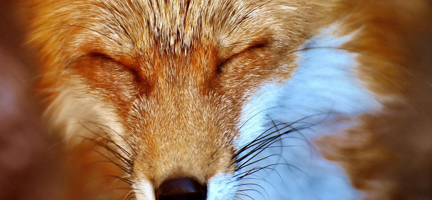 Image: Foxes are devoted parents who will share the responsibility of raising their pups. (Photo Credit: Alexa from Pixabay)