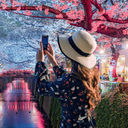 Young tourists admire the beauty of cherry blossom trees in Tokyo at the Meguro River, Japan.