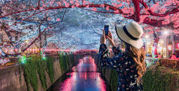 Young tourists admire the beauty of cherry blossom trees in Tokyo at the Meguro River, Japan.