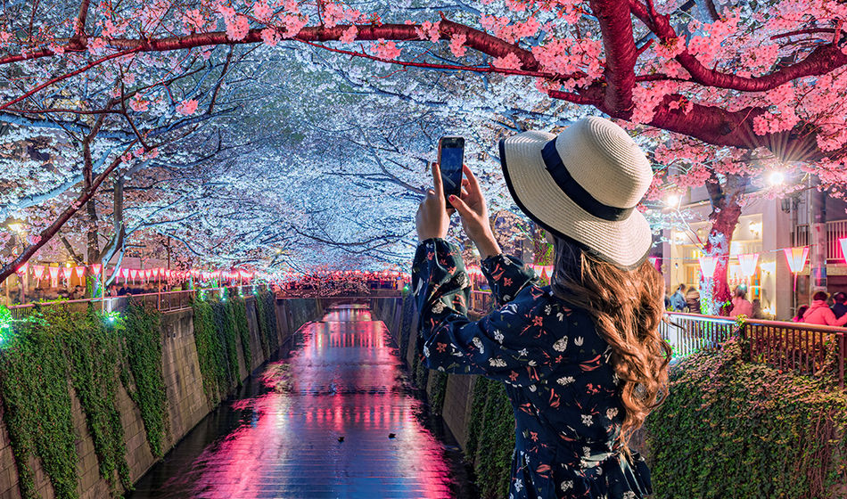 Young tourists admire the beauty of cherry blossom trees in Tokyo at the Meguro River, Japan.